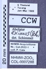 Etiketten zu Abelater eximius (Schwarz, 1902) (NHMW-ZOO-COL-0007288)